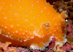 Orange peel nudi - vancouver island  by Malcolm Nimmo 